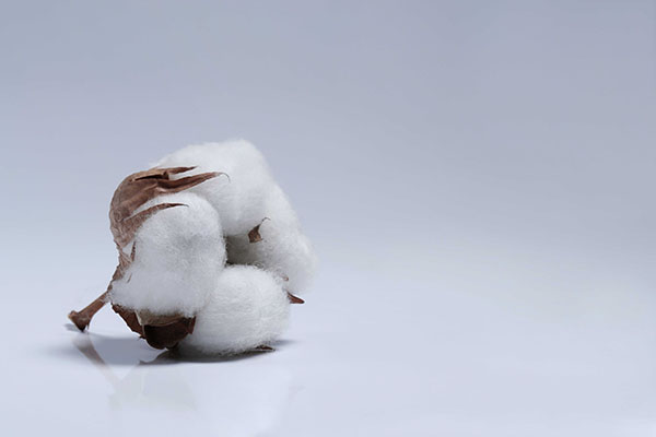 Comitê da Cadeia Produtiva do Algodão